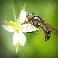 /album/actividades1-deeso-es/photolia-a02-jpg/