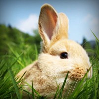 /album/actividades1-deeso-es/photolia-a03-jpg/