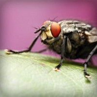 /album/actividades1-deeso-es/photolia-a08-jpg/